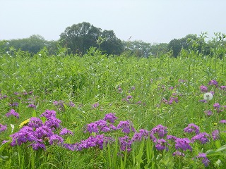 ���������̕��i