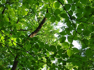 �����u�ːX�ь���