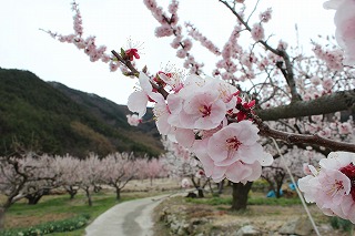 ���񂸂̗��̕��i