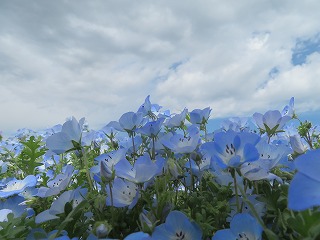 ���c�Ђ����C�l�����A�l���t�B���̋u