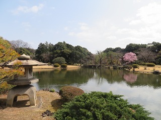 新宿御苑、日本庭園の春の風景