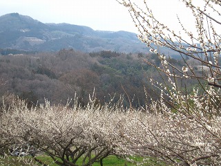秋間梅林、満開の梅の花がほころぶ風景