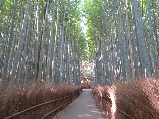 嵯峨野竹林の道、春の穏やかな日の差し込む風景