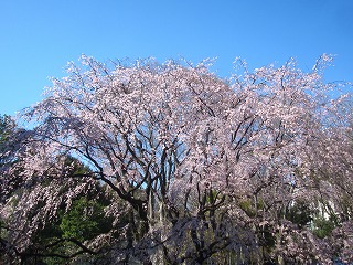 六義園・しだれ桜の風景