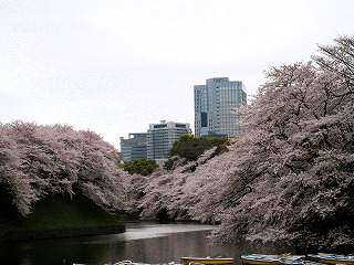 千鳥ヶ淵、満開の桜の風景