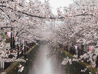 八瀬川の桜、雪の降る風景