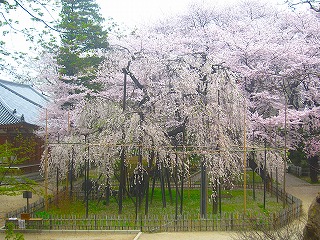 真間山弘法寺、枝垂桜とソメイヨシノの風景