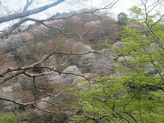 七曲坂付近、下千本の風景