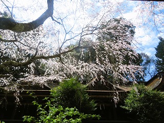 吉野水分神社、枝垂桜の風景