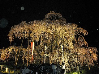 ライトアップされた三春滝桜の風景