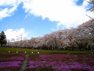 赤城南面千本桜の風景