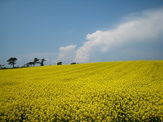 横浜町の菜の花畑の風景