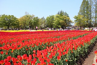 砺波チューリップ公園の風景