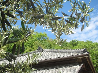 岬の分教場の屋根とオリーブの花の風景