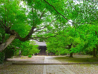 新緑の真如堂の風景