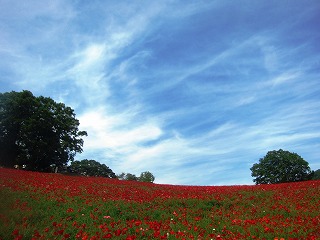 �V��̃|�s�[��