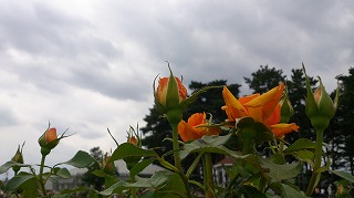 �~�������̂΂牀