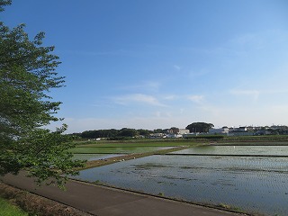 見沼田んぼ、田植え直後の風景