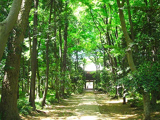 多福寺参道と境内林の風景
