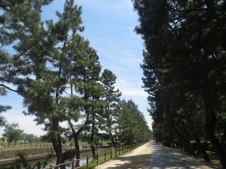 旧日光街道・草加松原の風景