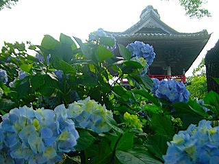 「あじさい寺」能護寺の紫陽花の風景