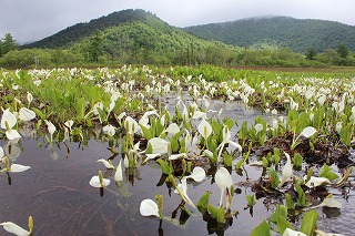 尾瀬ヶ原、水芭蕉の咲く風景