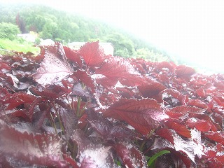 大原の里、赤紫蘇畑の風景