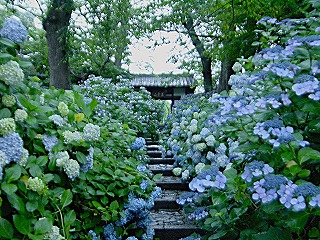 資福寺、紫陽花に埋まる参道の風景