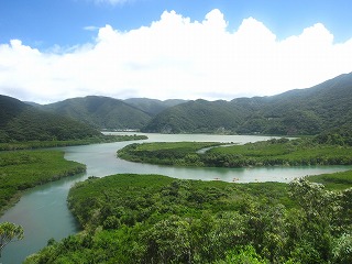 奄美大島、住用川のマングローブの風景