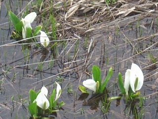 �����̐��m��