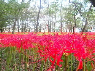 巾着田、曼珠沙華群生地の風景