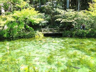 初秋の「名も無き池（モネの池）」の風景