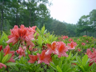 ���̊ۍ����̃����Q�c�c�W�Q��