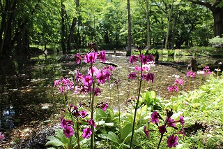 �������E��胖�l�̃N�����\�E