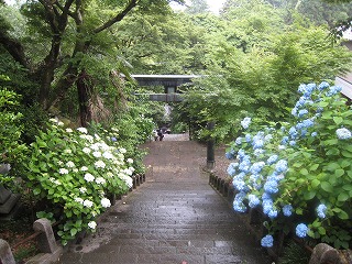 �啽�R�_�ЁE�Q���̎��z��