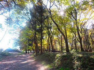鎌倉街道上道の風景