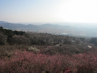 筑波山、梅林越しに関東平野を遠望する風景