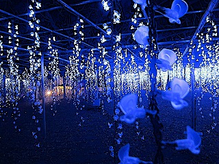 あしかがフラワーパーク、藤の花のイルミネーションの風景