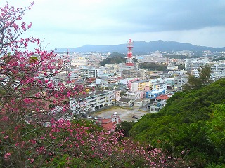 ヒカンザクラと名護市街地の俯瞰風景