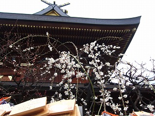 湯島天神、枝垂梅の見える風景