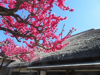 岩槻藩校・遷喬館の風景