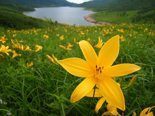 �씽�΂ƃm�]���L�X�Q�̕��i