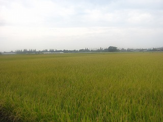 板倉町、秋の田園風景