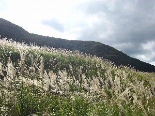 箱根・仙石原のススキ草原