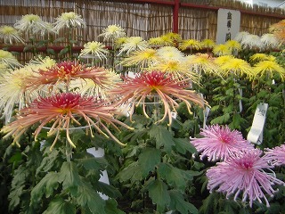 ながめ公園・菊花大会の風景