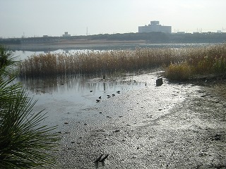 谷津干潟の風景