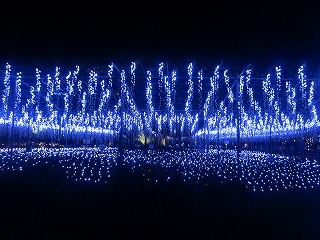 あしかがフラワーパーク・大藤のイルミネーション