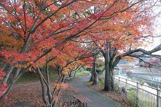 竜田川の紅葉