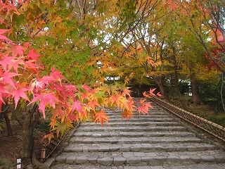 龍安寺・参道の紅葉