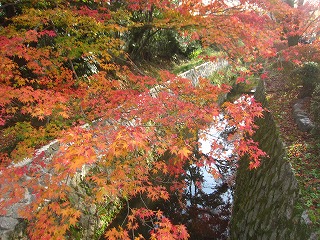 哲学の道、疎水にかかる紅葉